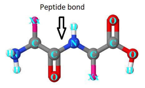 CORE PEPTIDE